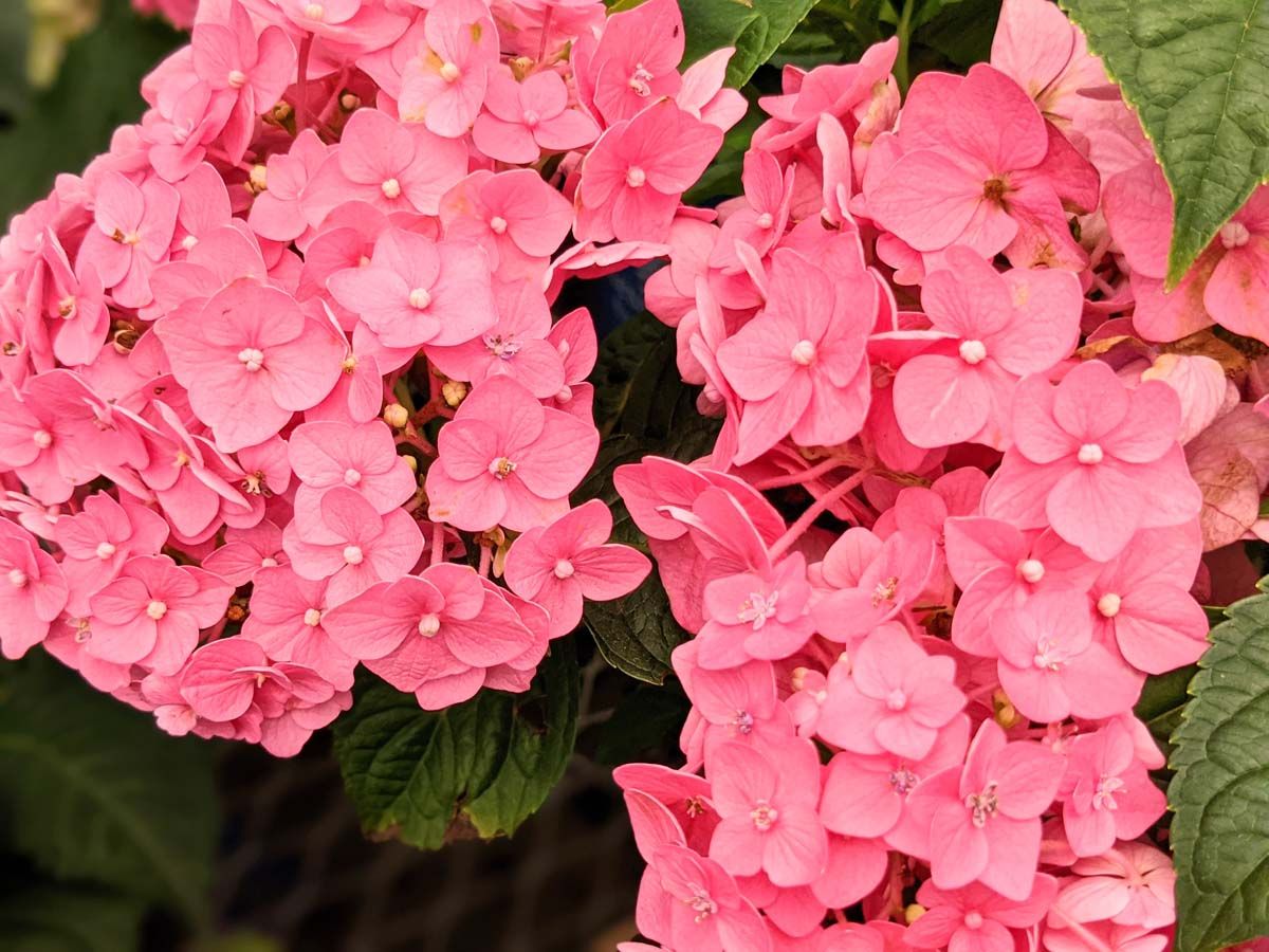 Beautiful Pink Hydrangeas