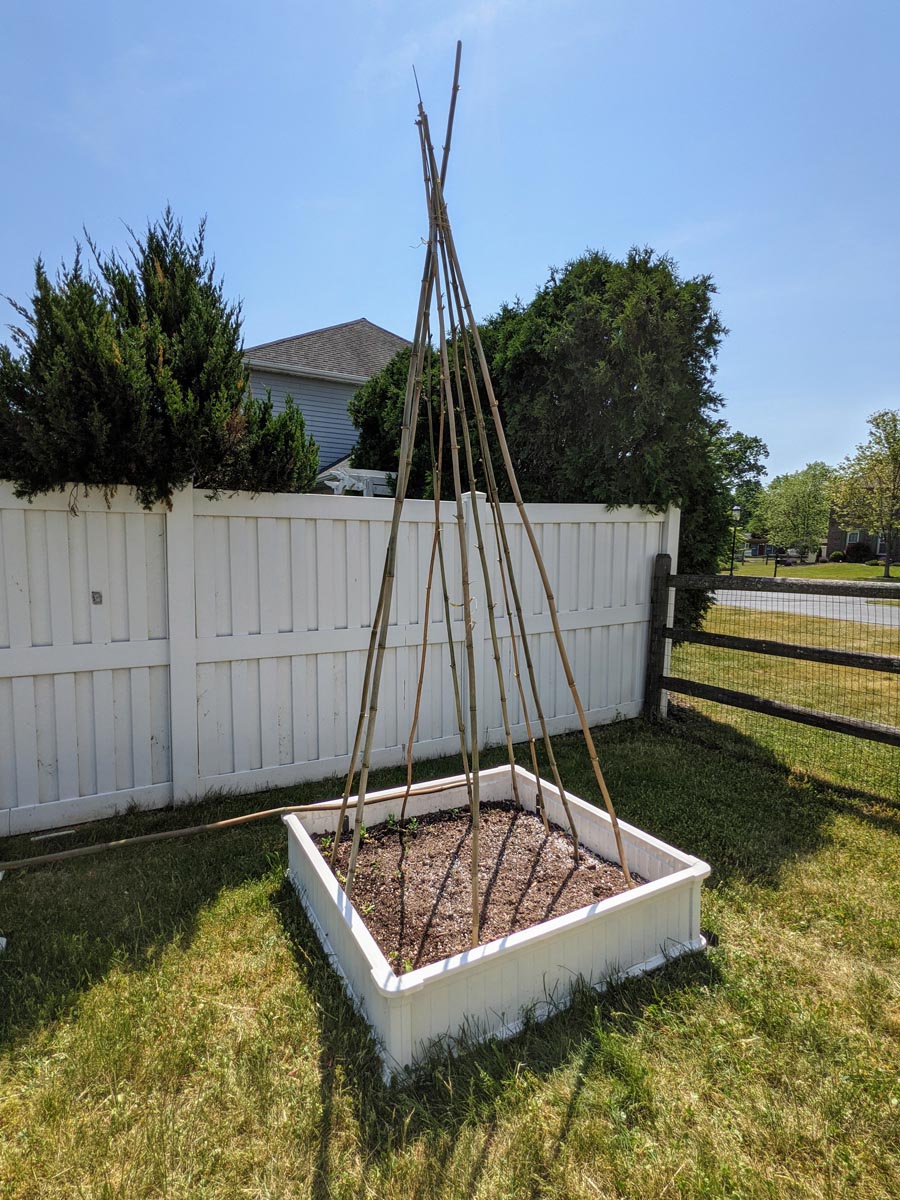 Bamboo Pole Bean Trellis in white raised garden bed