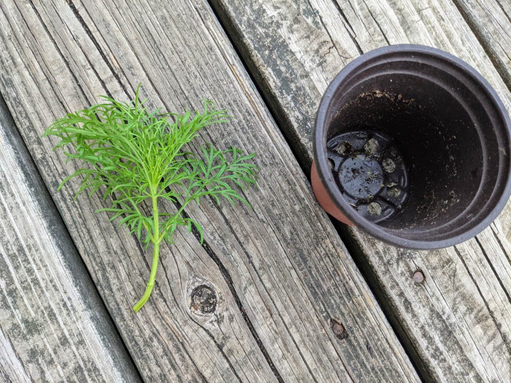 Pinched Cosmo and  Empty starter pot on wooden deck - Potting up pinched Cosmos allows you to create more flowers. 