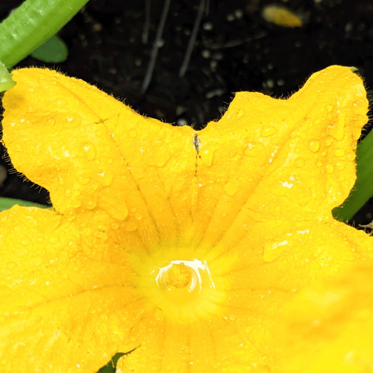 Squash Zucchini Blossom Filled with Rain