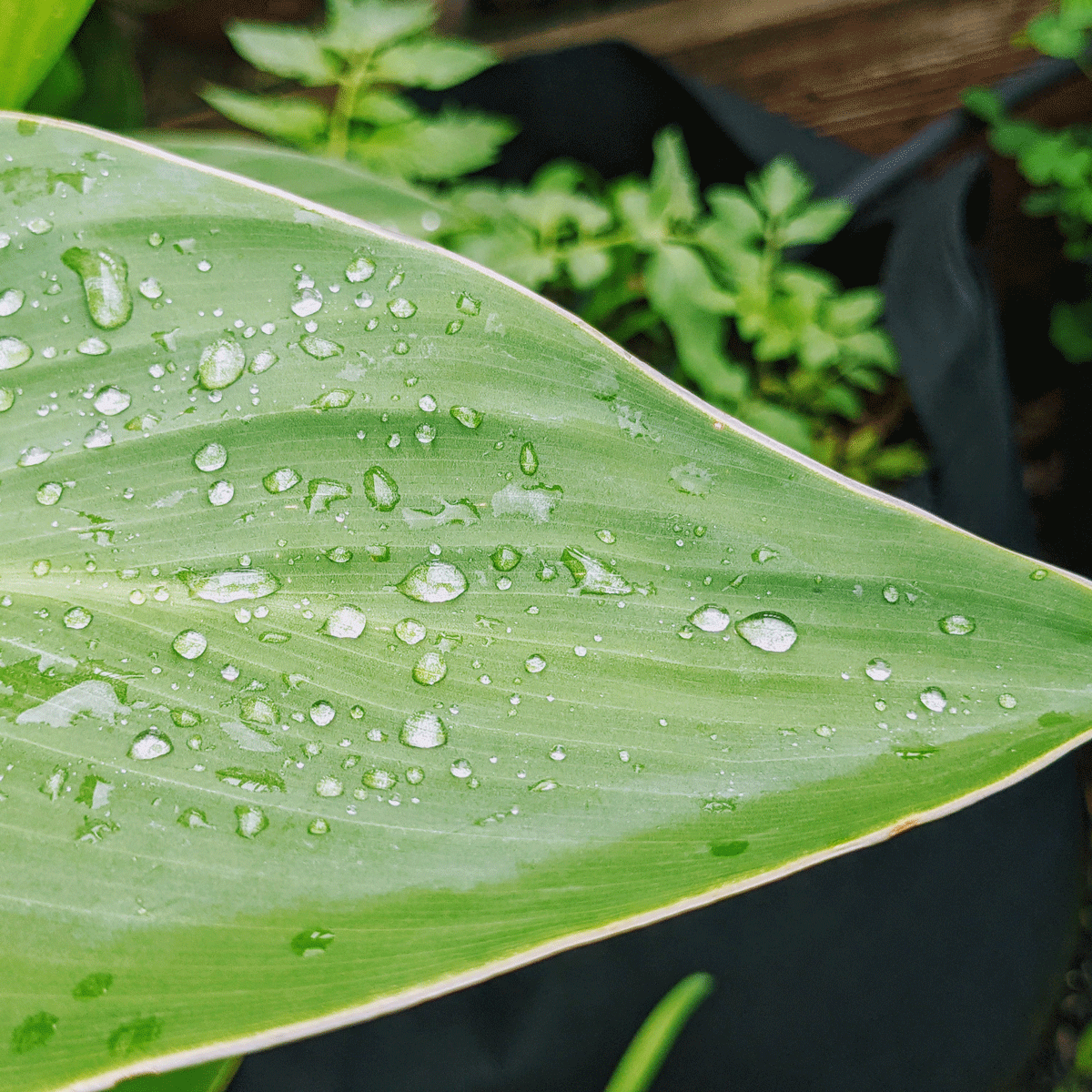 Raindrops on a Canna Leaf - Rainy Day Gardening Ideas