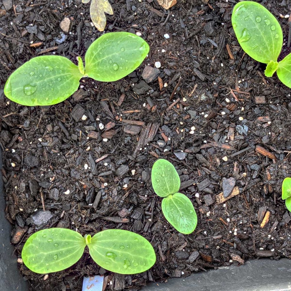 Things to Plant in August - Squash and Zucchini