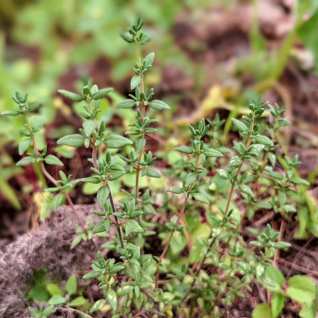Growing Thyme for Cooking - with a list of Thyme Substitute Ideas