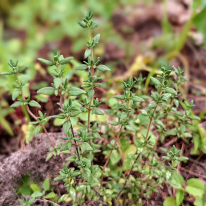 Thyme Substitute | 9 Tasty Substitutes for Thyme