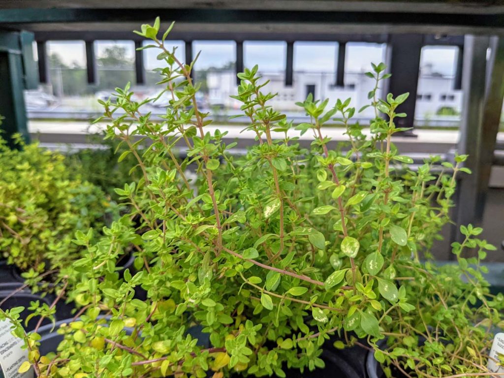 Growing Thyme