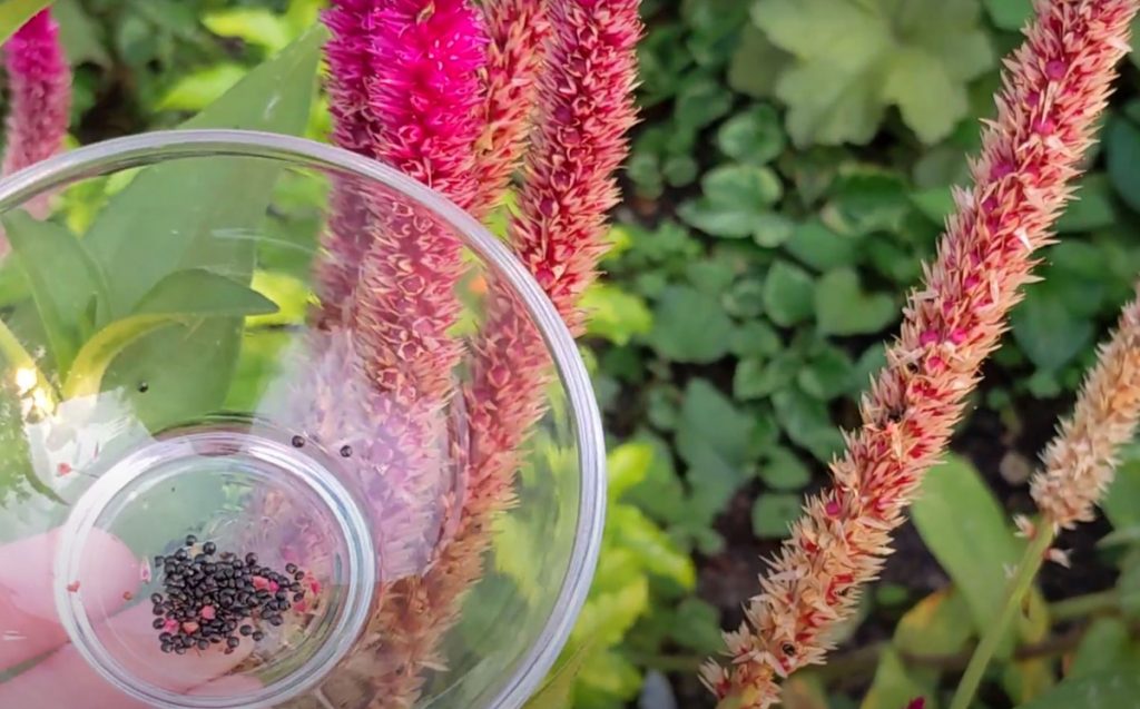 What do celosia seeds look like? Tiny, shiny black balls!