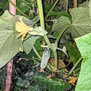 What Can You Plant in July in Pennsylvania Zone 6b