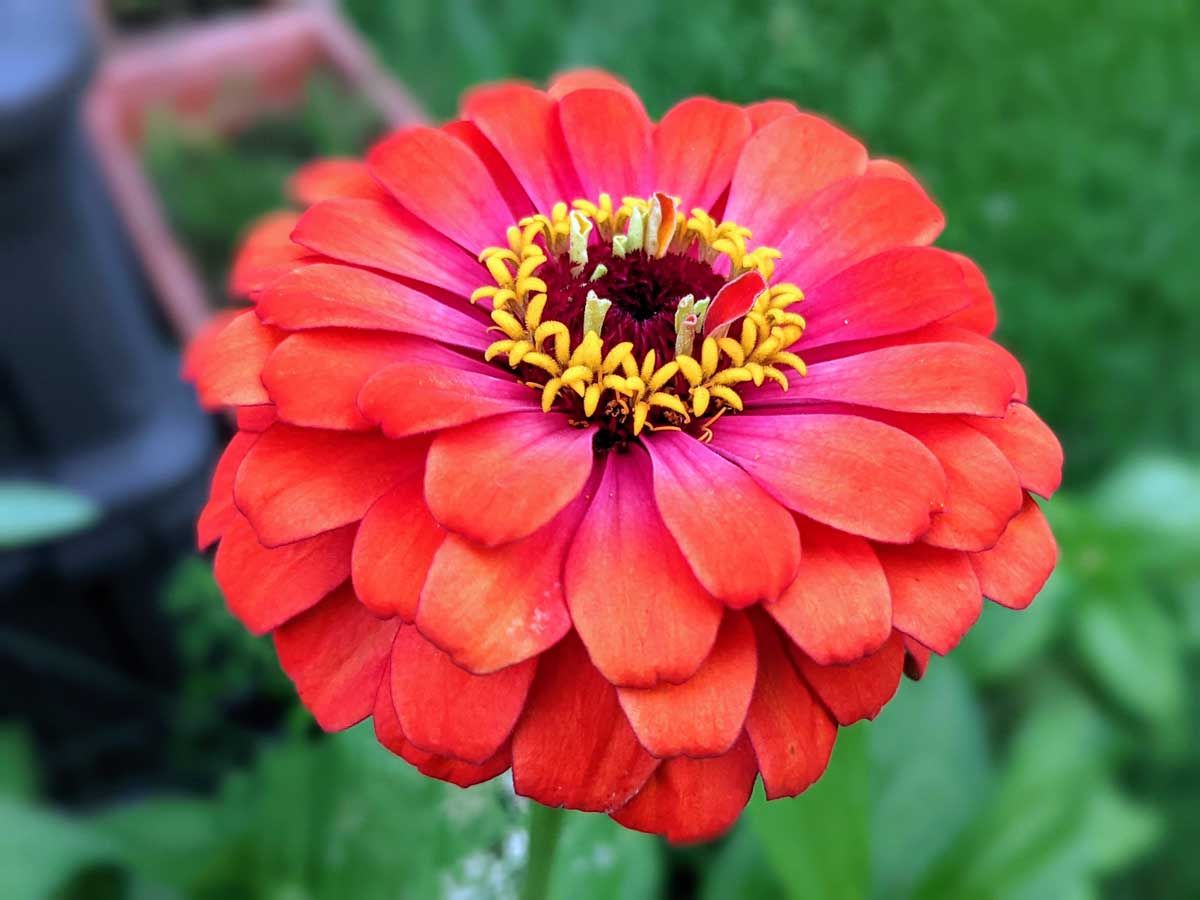 Red and pink zinnia flower in the garden