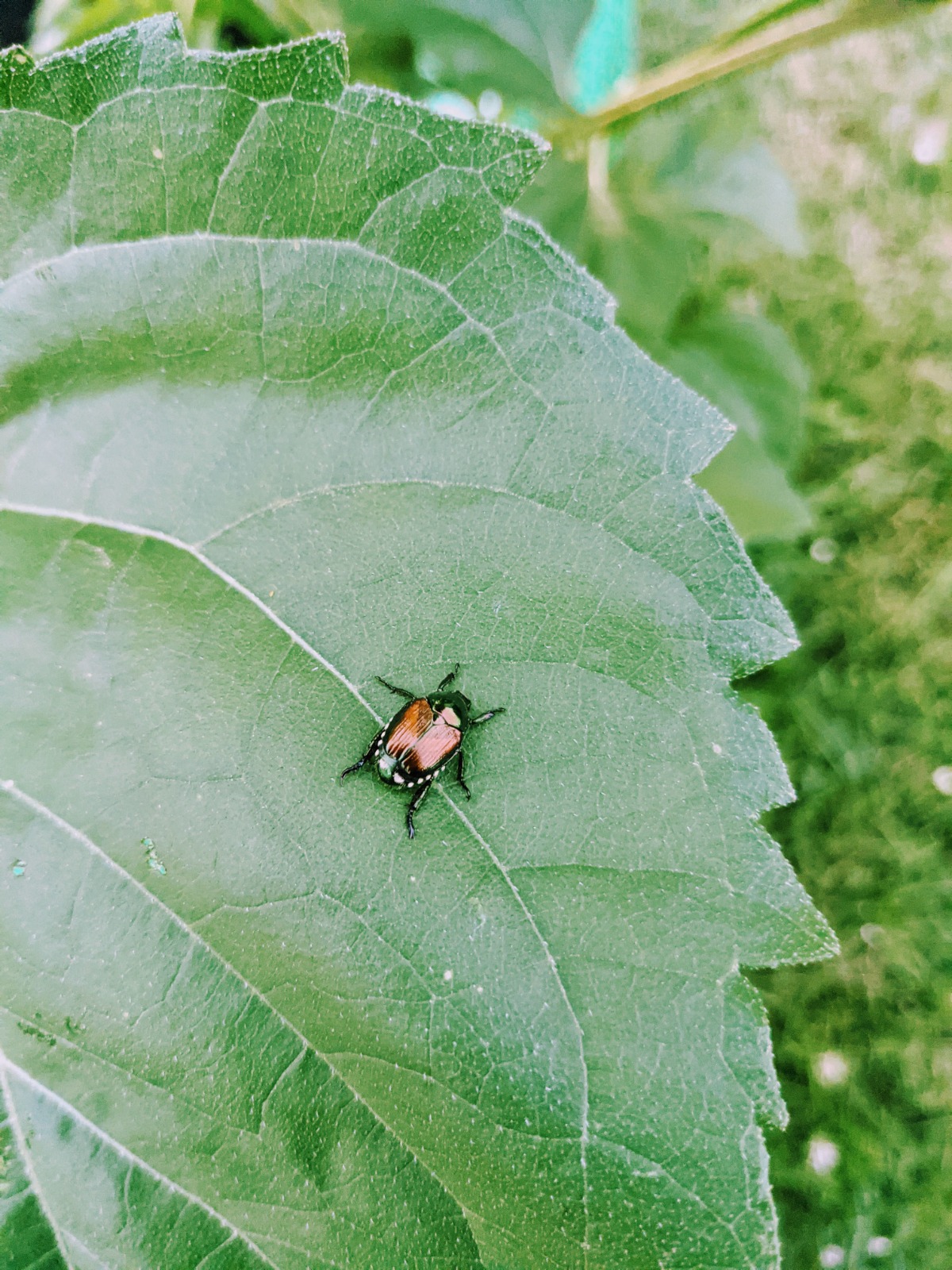 Japanese Beetle on a Sunflower Leaf