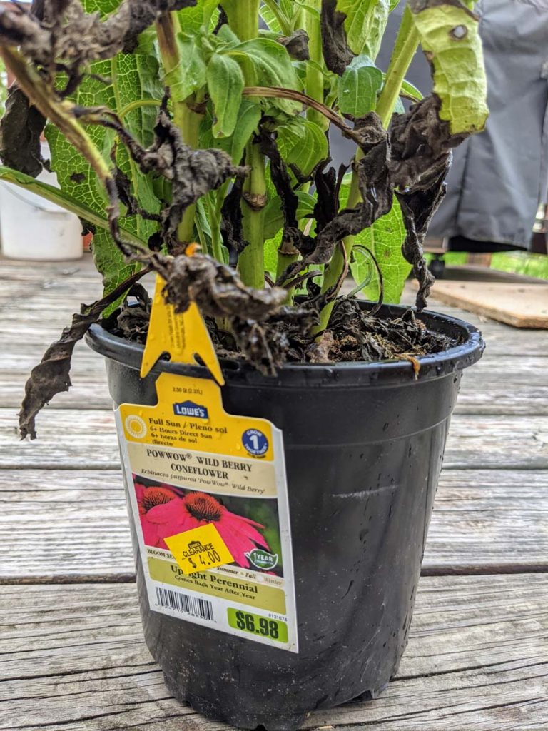 Rescue Plant - Wild Berry Coneflower from Lowes for $4