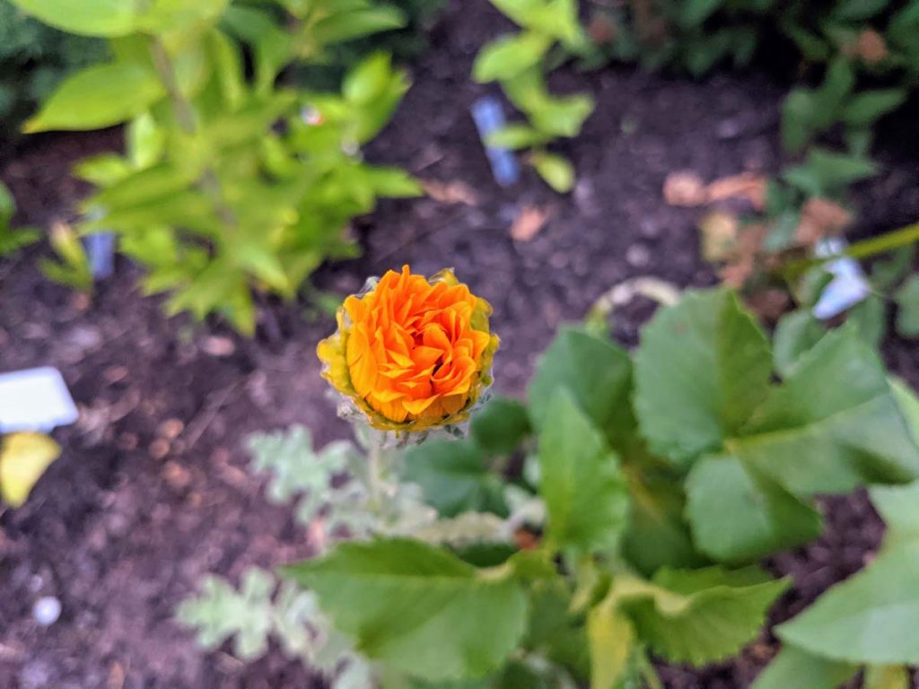 Yellow Cape Daisy Closed Blossom