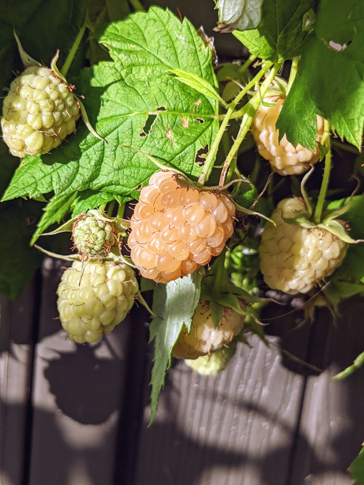 Yellow Raspberries - Anne - growing in Pennsylvania garden