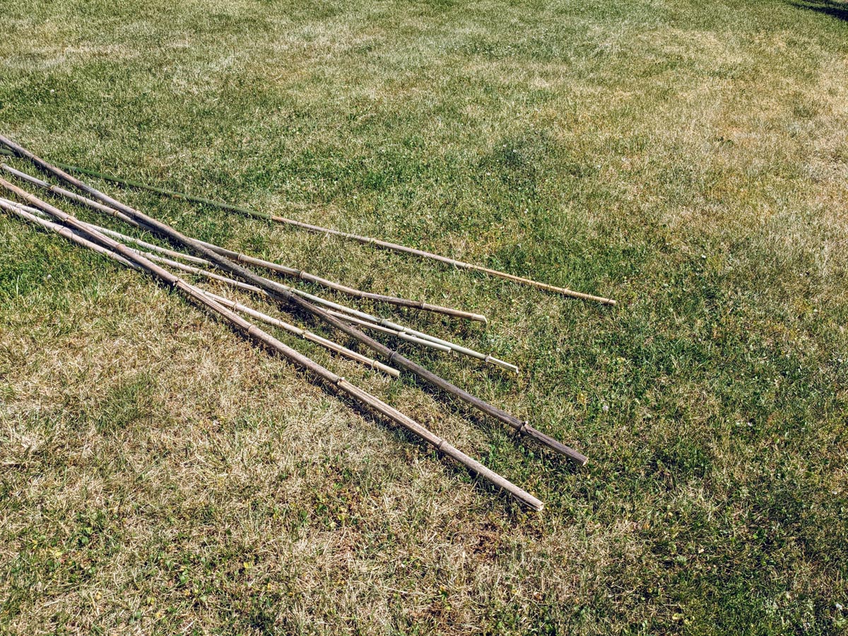 Bamboo stakes dried in the grass