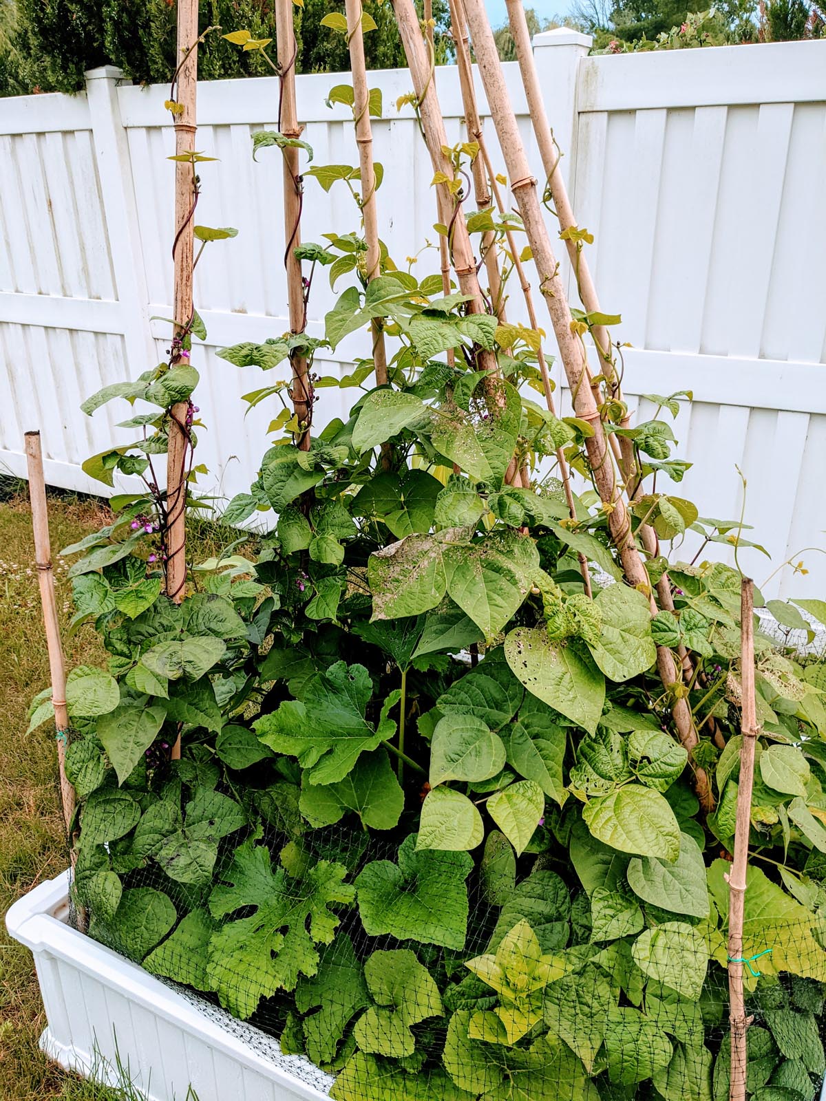 Pole Bean Teepee Trellis with bamboo poles by a white fence