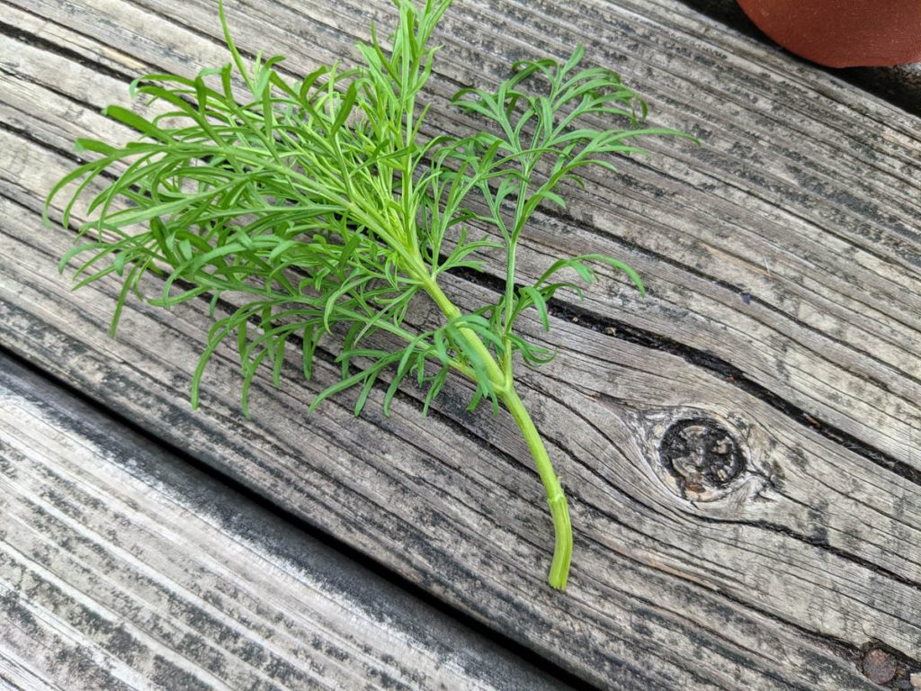 Pinched cosmo top on wooden deck