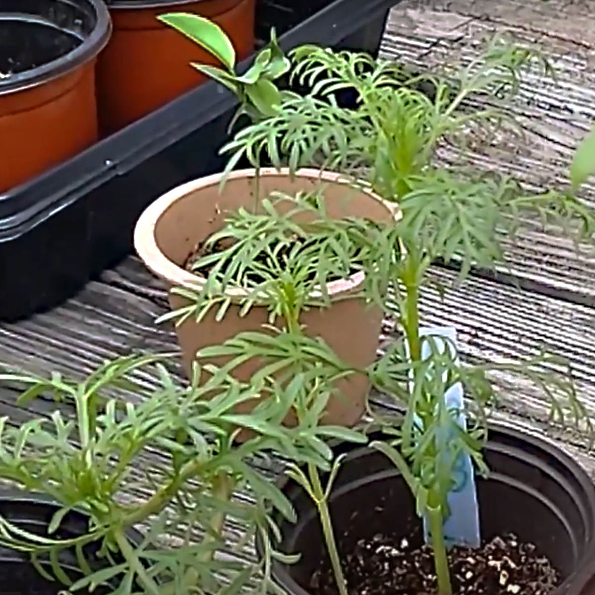 Pinching Cosmos For More Compact Plants Double Down Bunny s Garden pinching-cosmos-for-more-compact-plants-double-down-bunny-s-garden