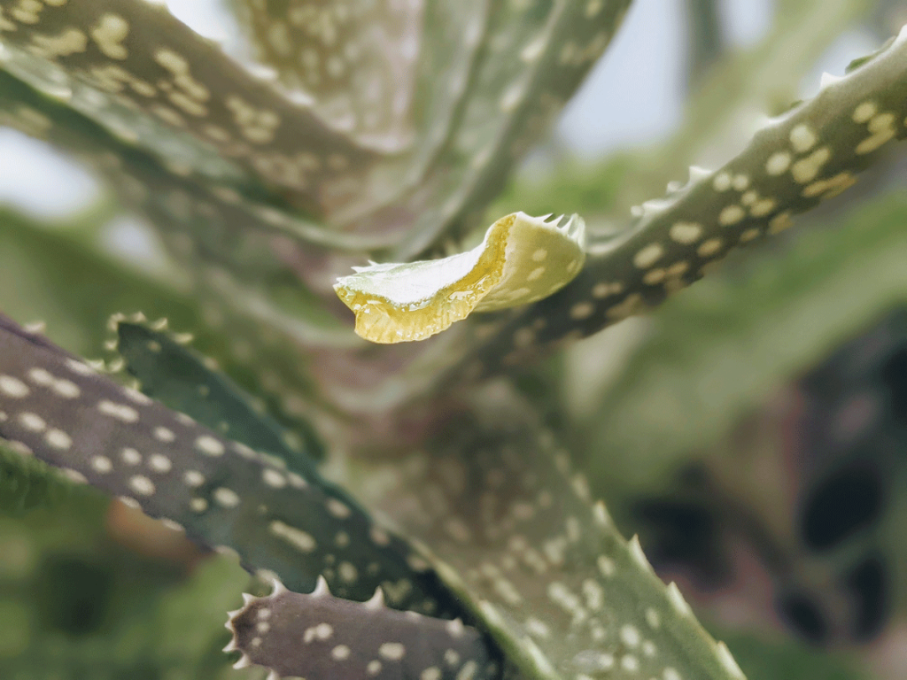 Aloe Vera Gel from Leaf Broken off of Plant