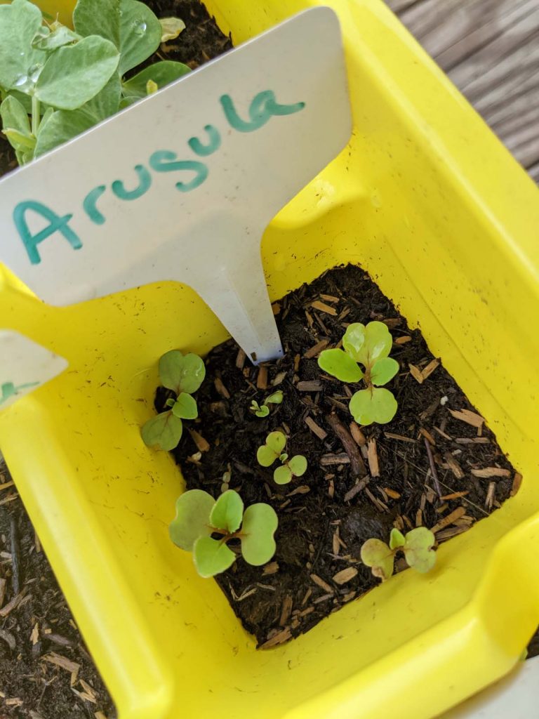 Arugula Seedlings - What to Plant in September