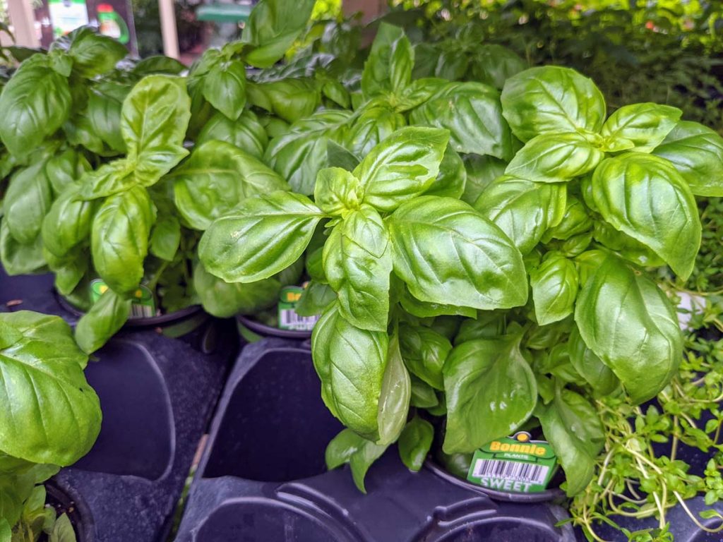 Sweet Basil - What to grow in September