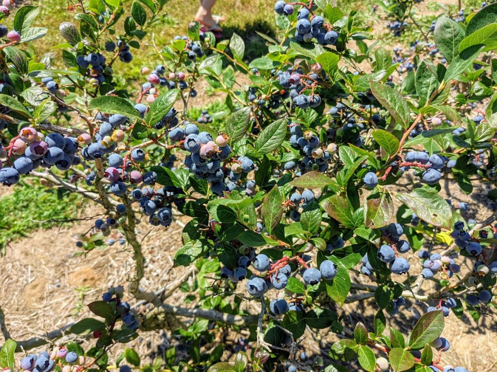 Blueberry Bushes are Acid Loving Plants!