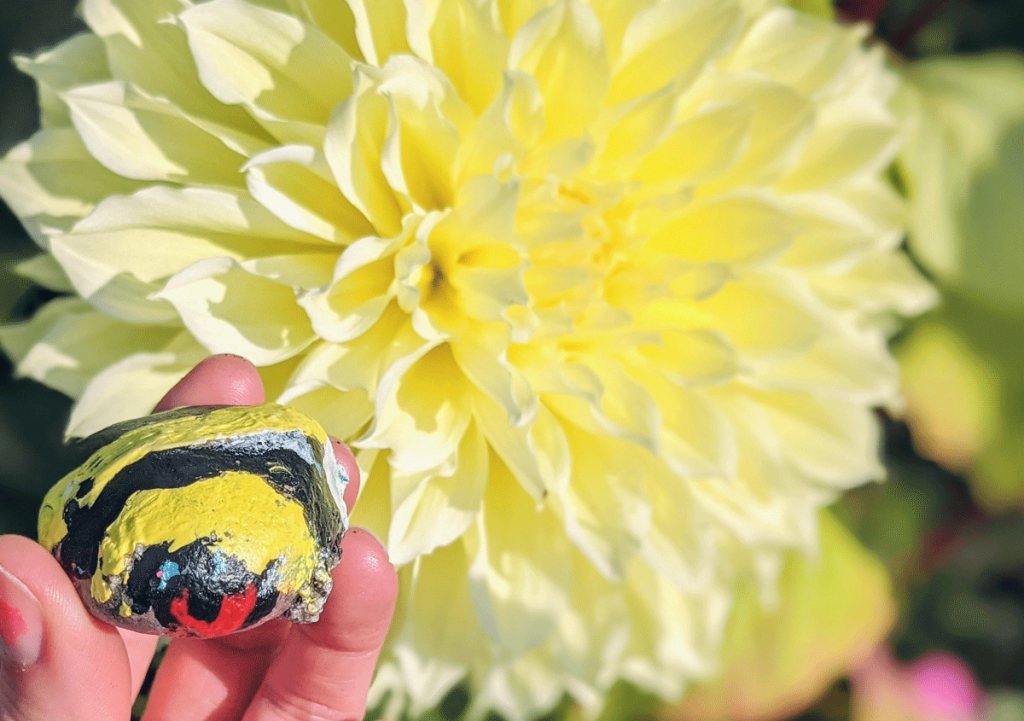 Painted Preschool Bumble Bee Art Rock with Yellow Dinnerplate Dahlia in Garden