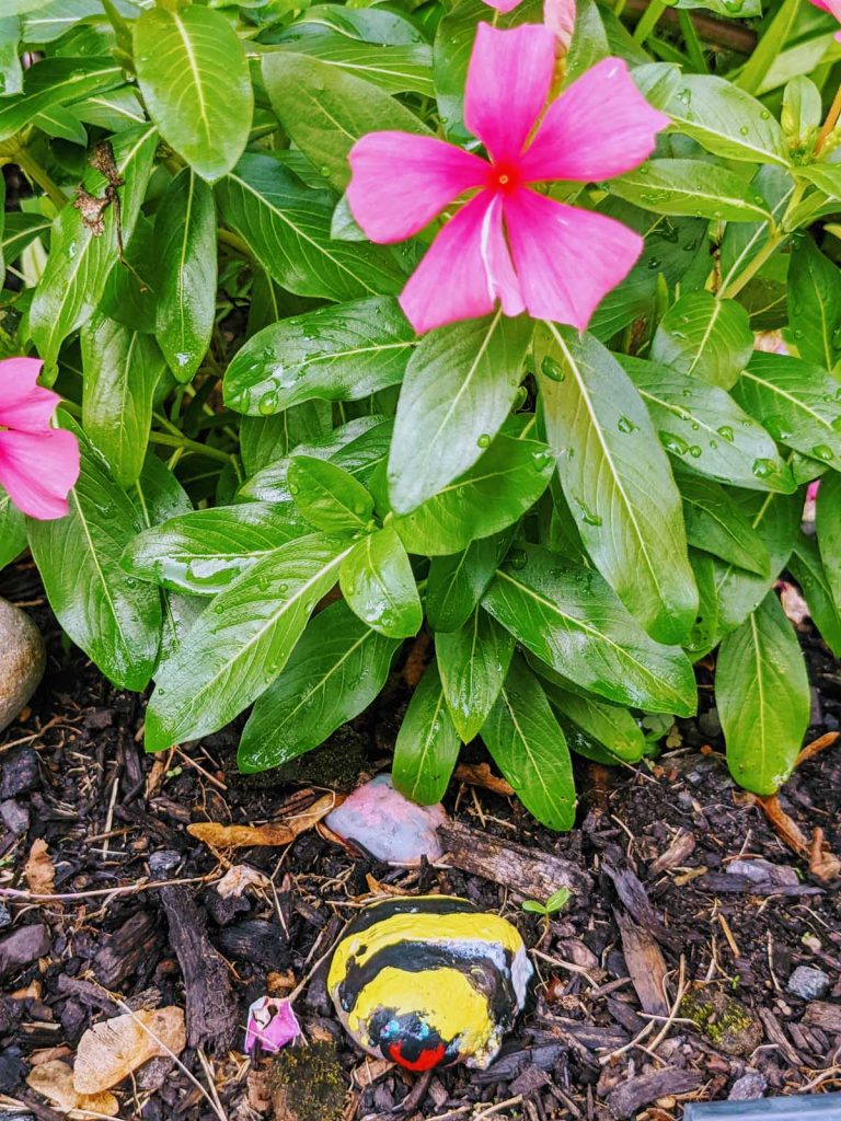 Bumble Bee Painted Rock with Pink Vinca Flower in the Garden