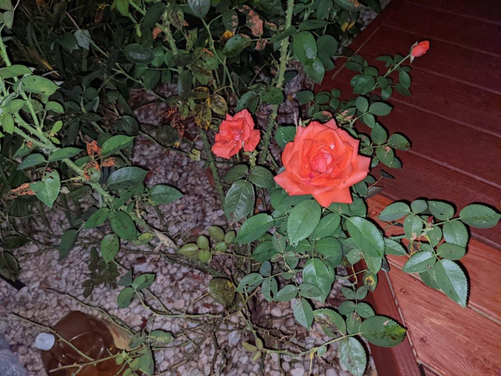 Coral Roses Like Acid Soil