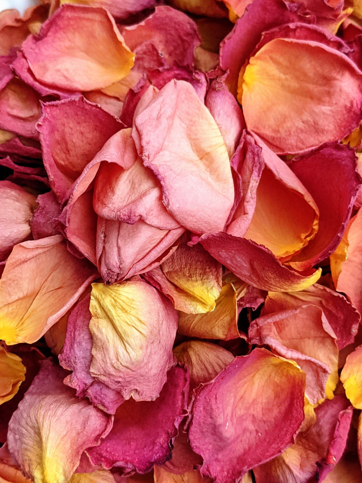 Gorgeous petals from a coral rose piled up to dry 