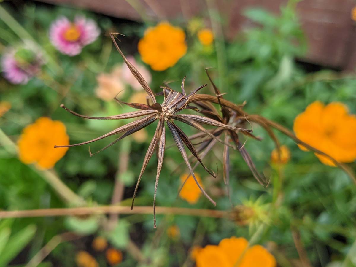 Save seeds from your garden - cosmic orange cosmos