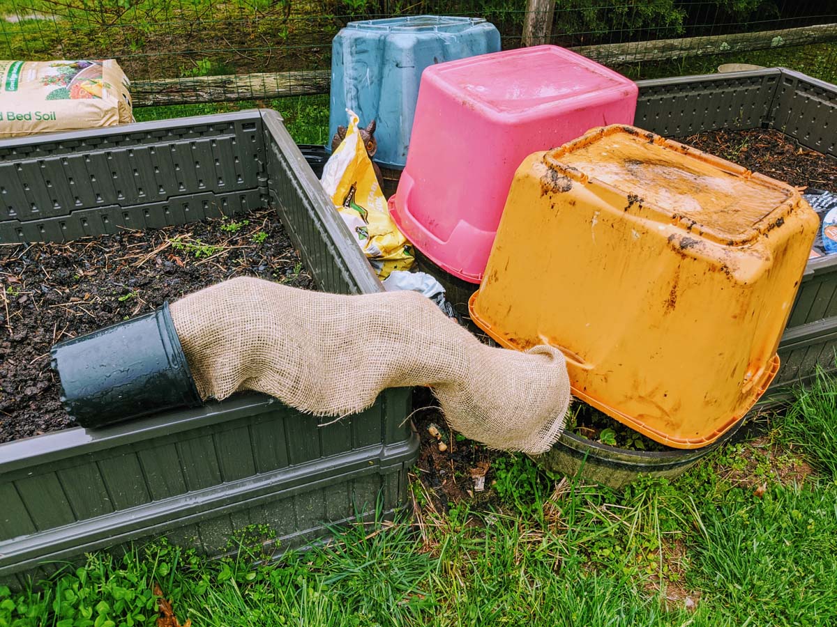 Cover Crops before a Frost or Freeze - Plastic bins and burlap over plants near raised beds