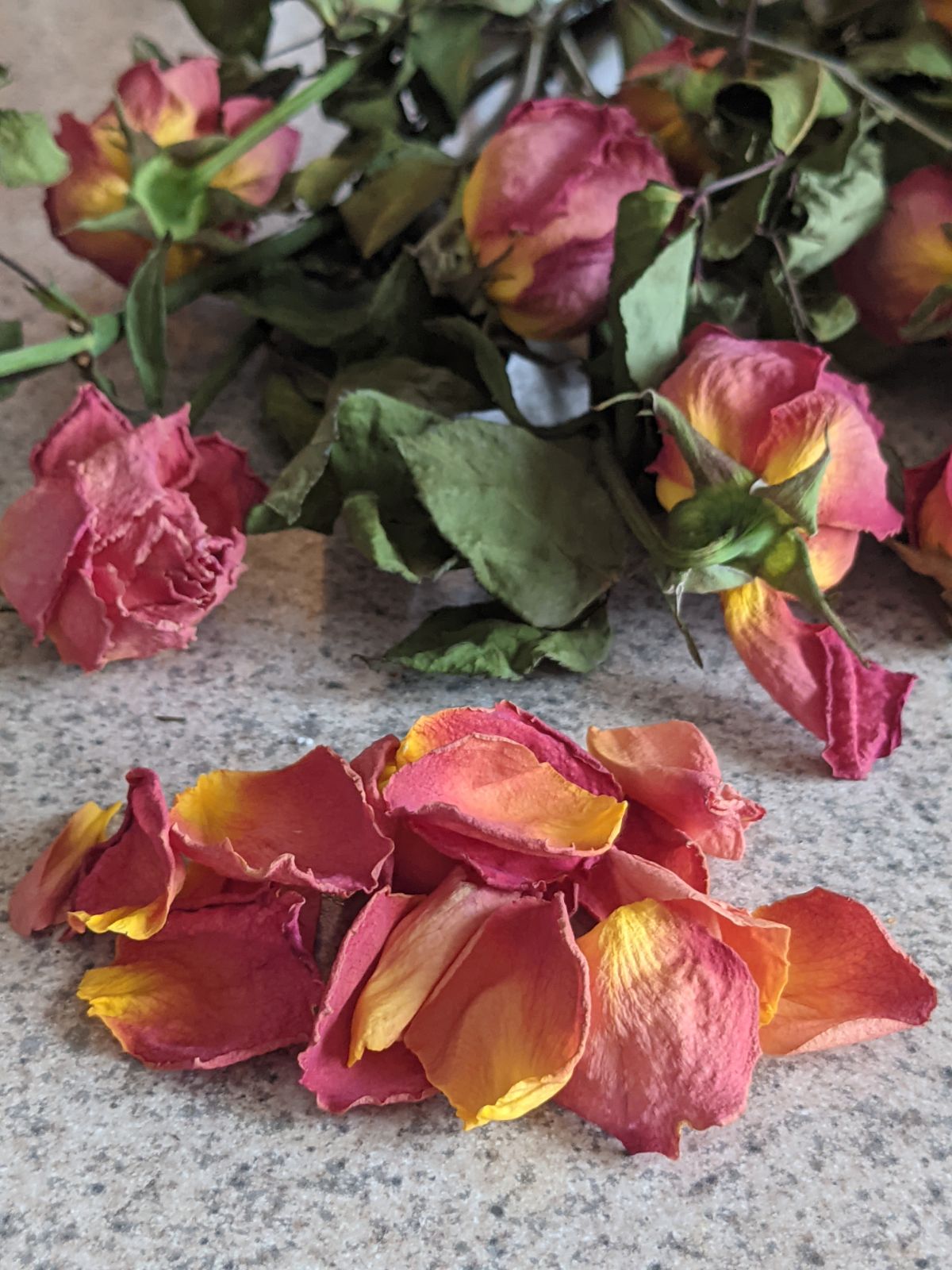 Dead roses and a pile of pink yellow petals 