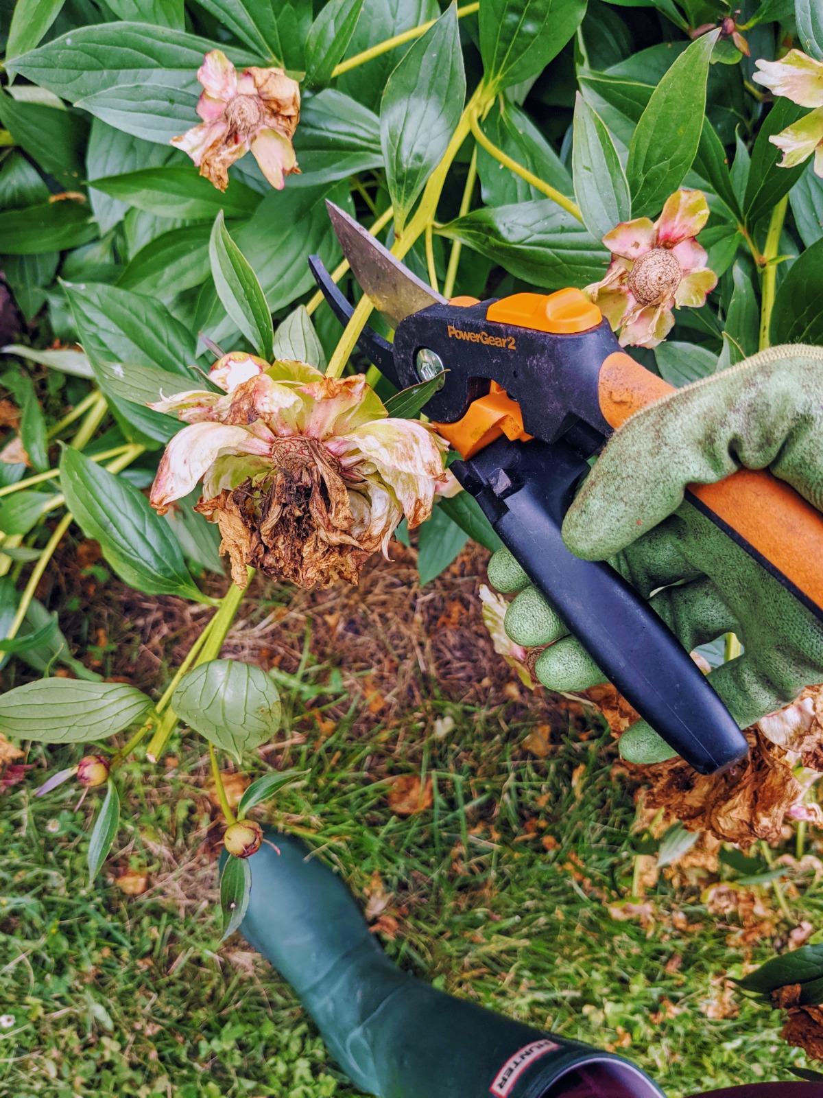 Deadheading peonies with pruning shears 