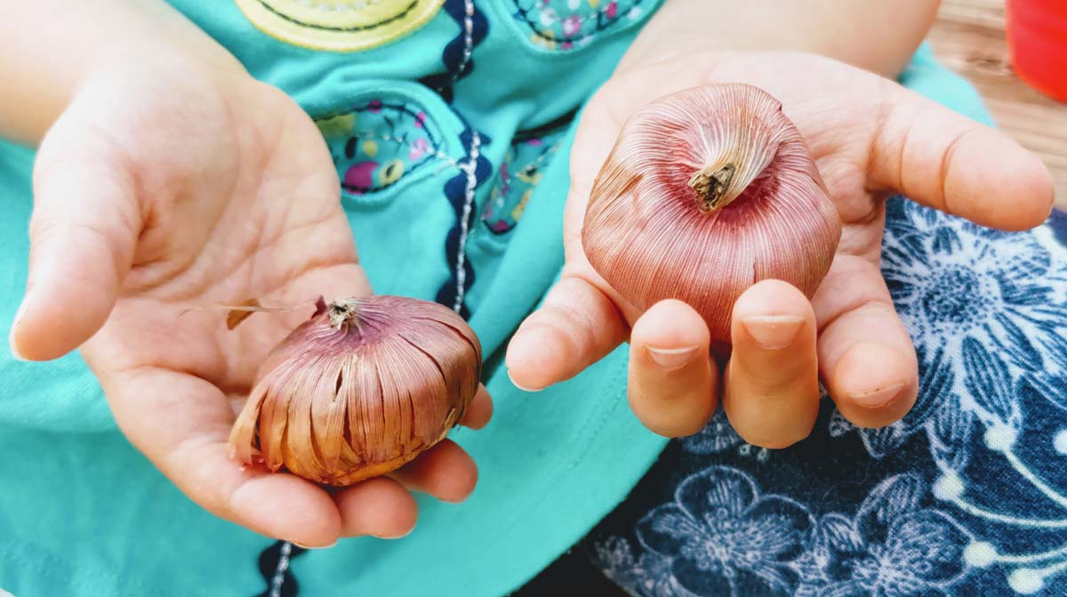 Dig up Gladiolus and other sensitive bulbs