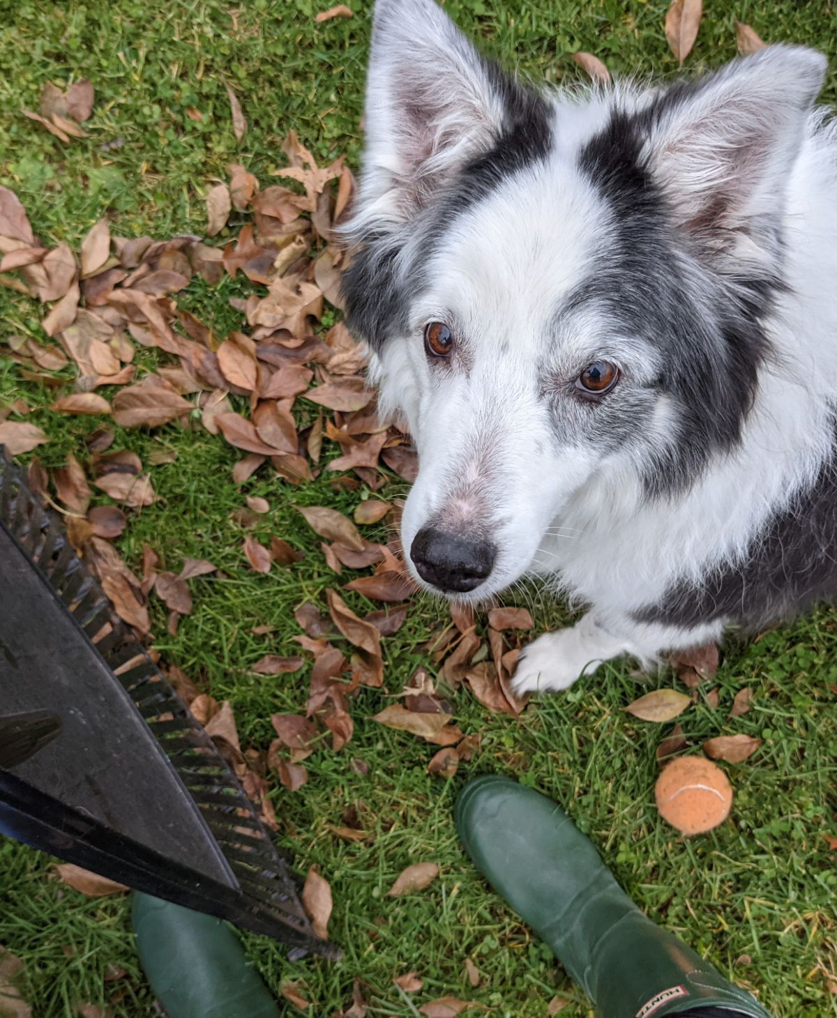 Border collie dog standing in leaves with mom wearing rain boots and holding a rake