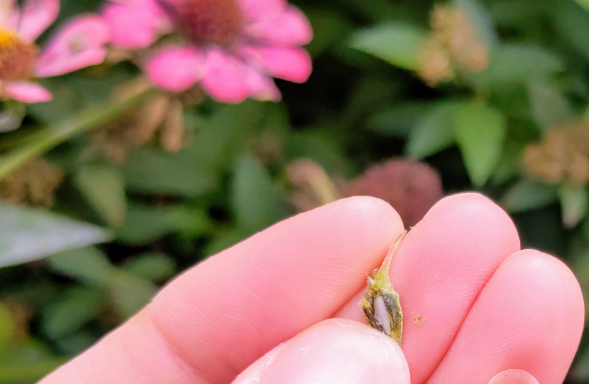 Viable Green Zinnia Seed with Embryo (white nut looking seed)