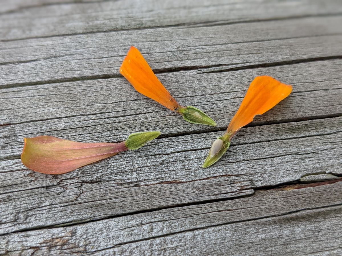 Green Zinnia Seeds Orange Petals