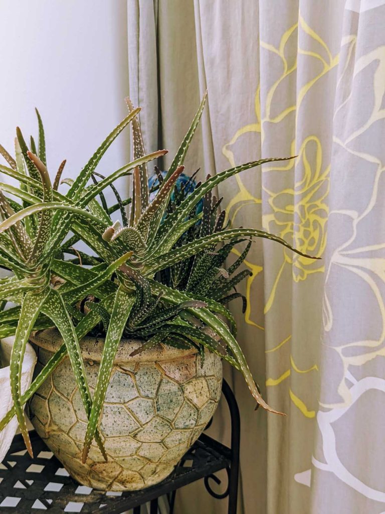 Growing Aloe Indoors Next to the Bathtub