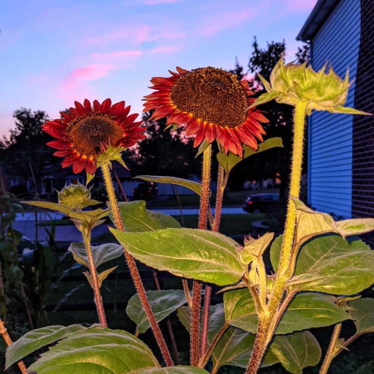 Growing Red Sunflowers | Eternal Summer Beauty