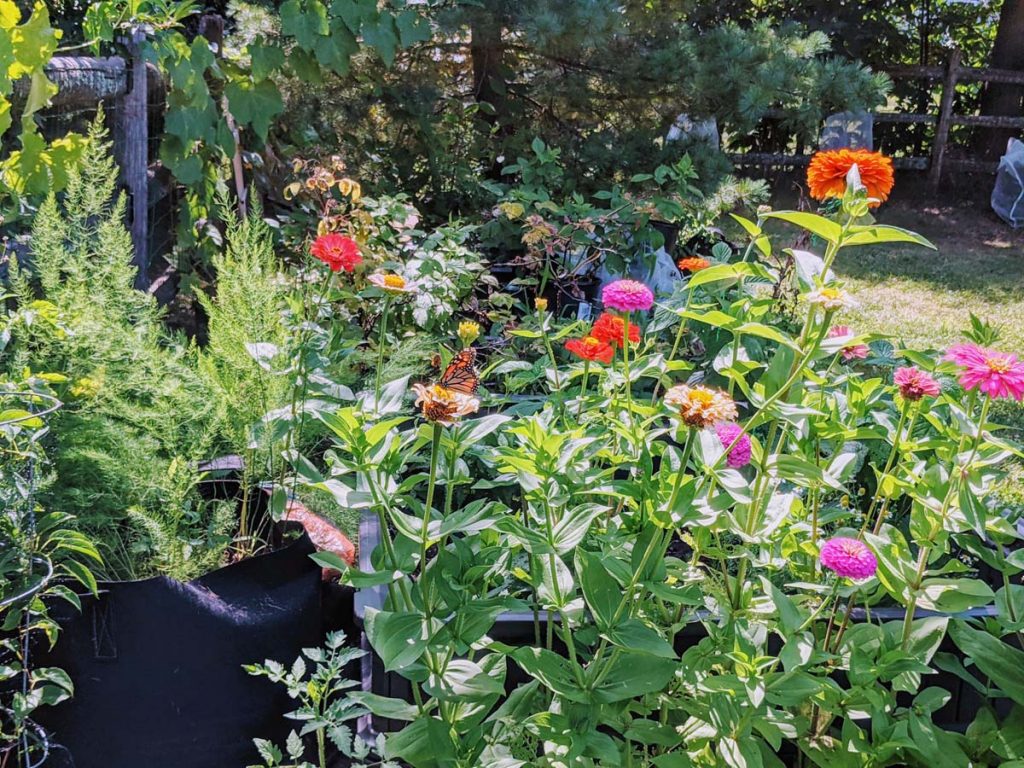 Growing Zinnias in Veggie Garden Next to Tomato, Asparagus, Raspberries and Chamomile