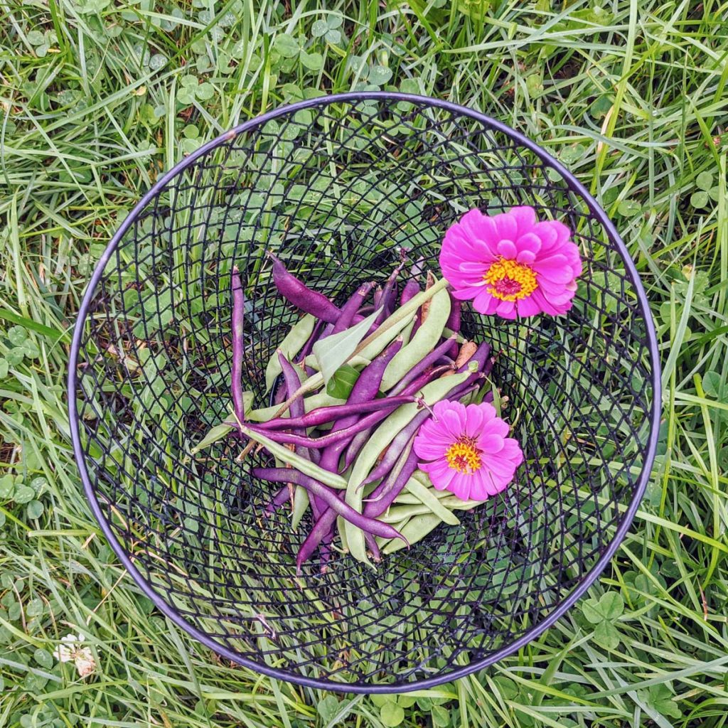 Growing Zinnias in Vegetable Garden is a lovely and useful companion planting - basket of beans and purple zinnia flowers