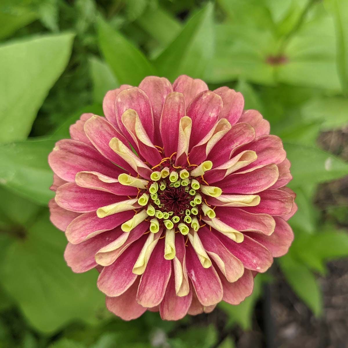 Gorgeous zinnia red lime in backyard garden