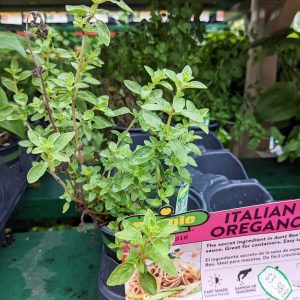 9 Oregano Substitute Ideas | Finding a Sub for Oregano