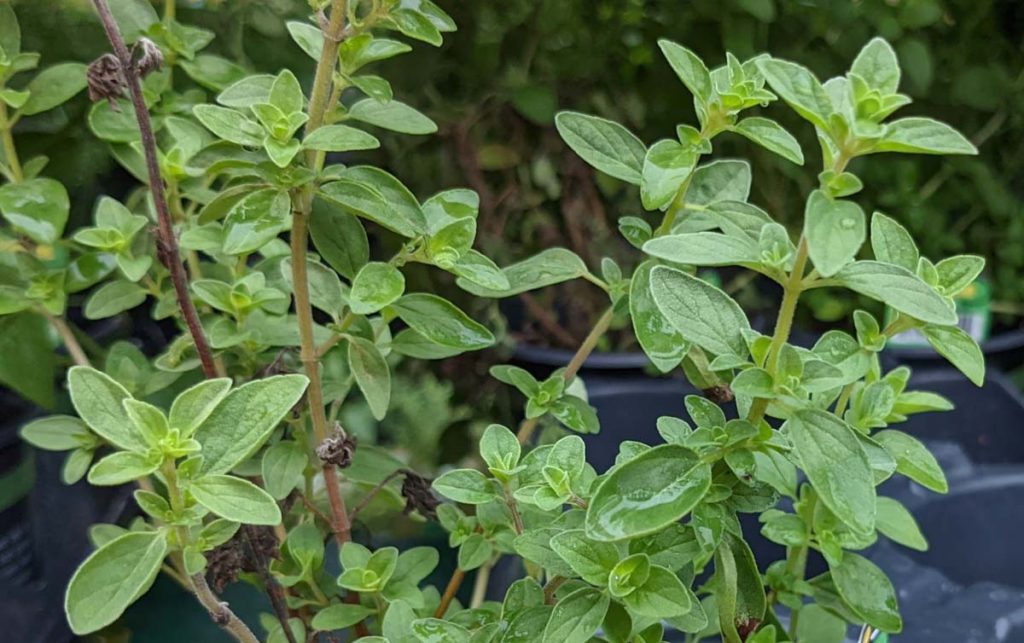 Fresh Oregano - Substitute Ideas