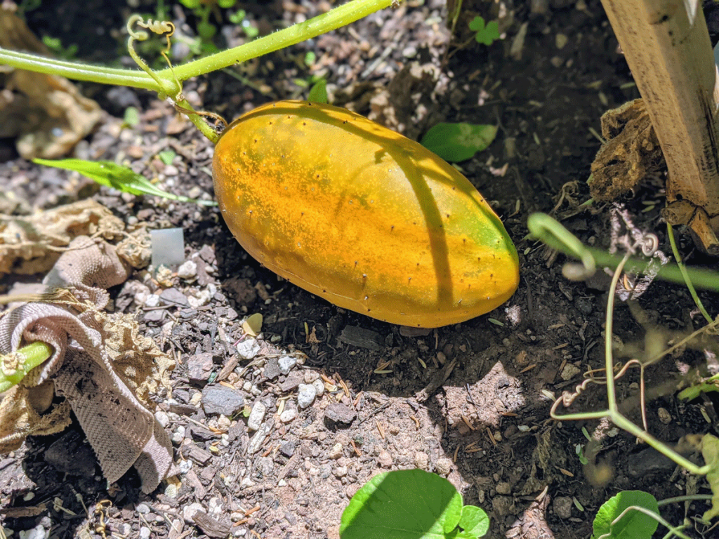 Overripe Orange Yellow Cucumber in a Garden, Going to Seed