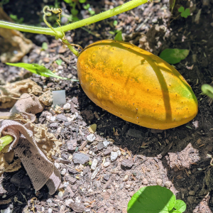 My Cucumber Turned Yellow – What’s Going On?!