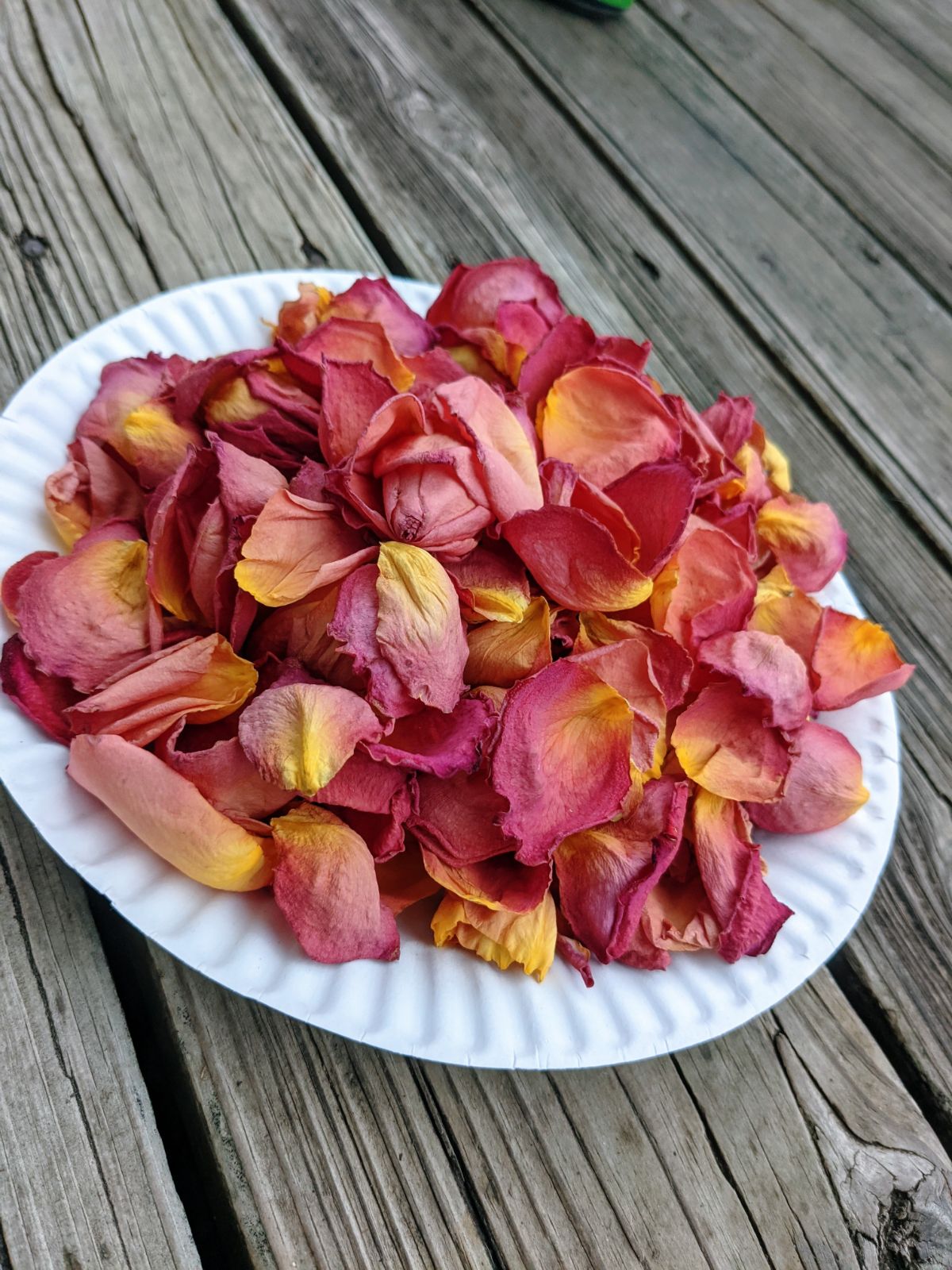 Beautiful pink and yellow rose petals on a white picnic paper plate on a wooden deck outside