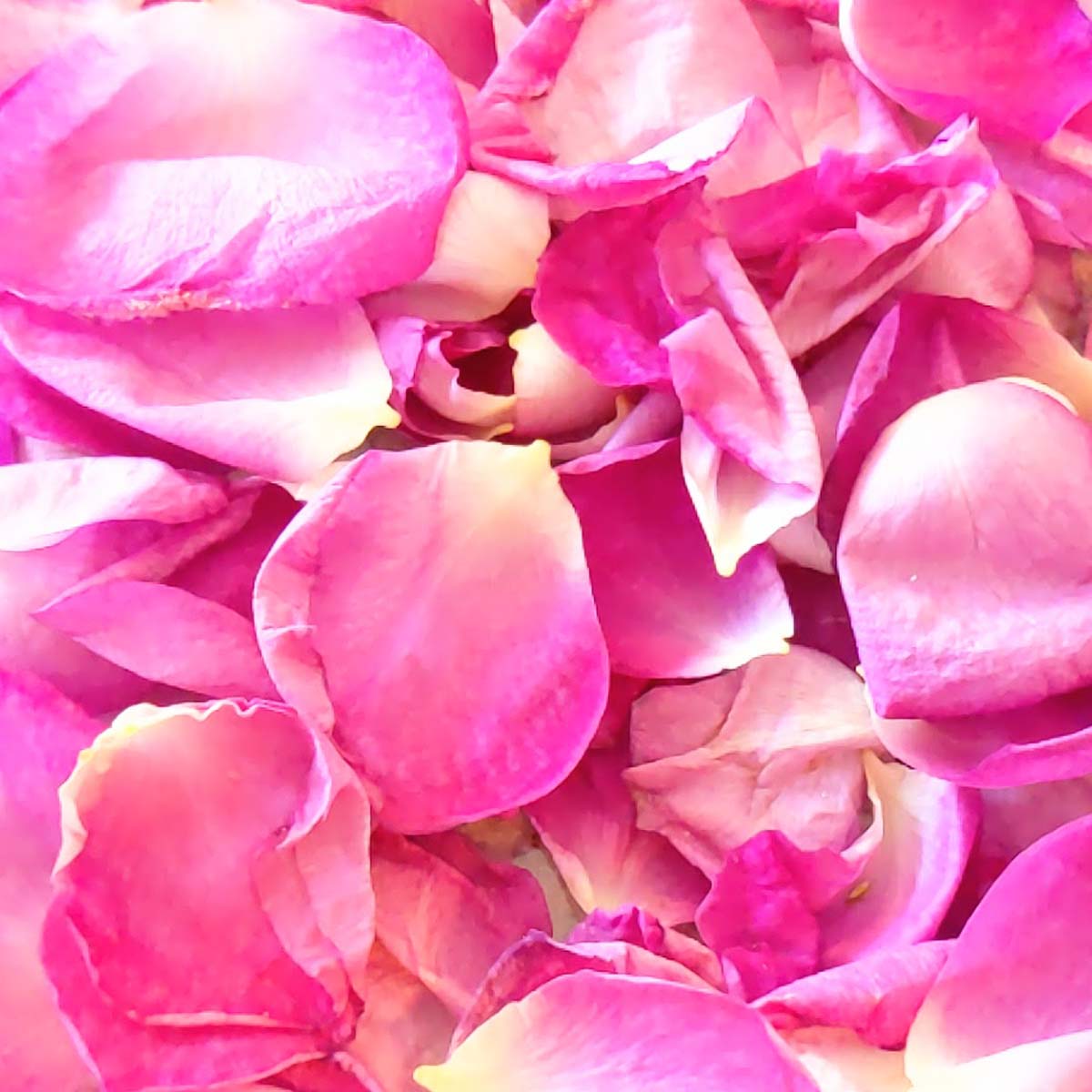 Pink rose petals in a pile