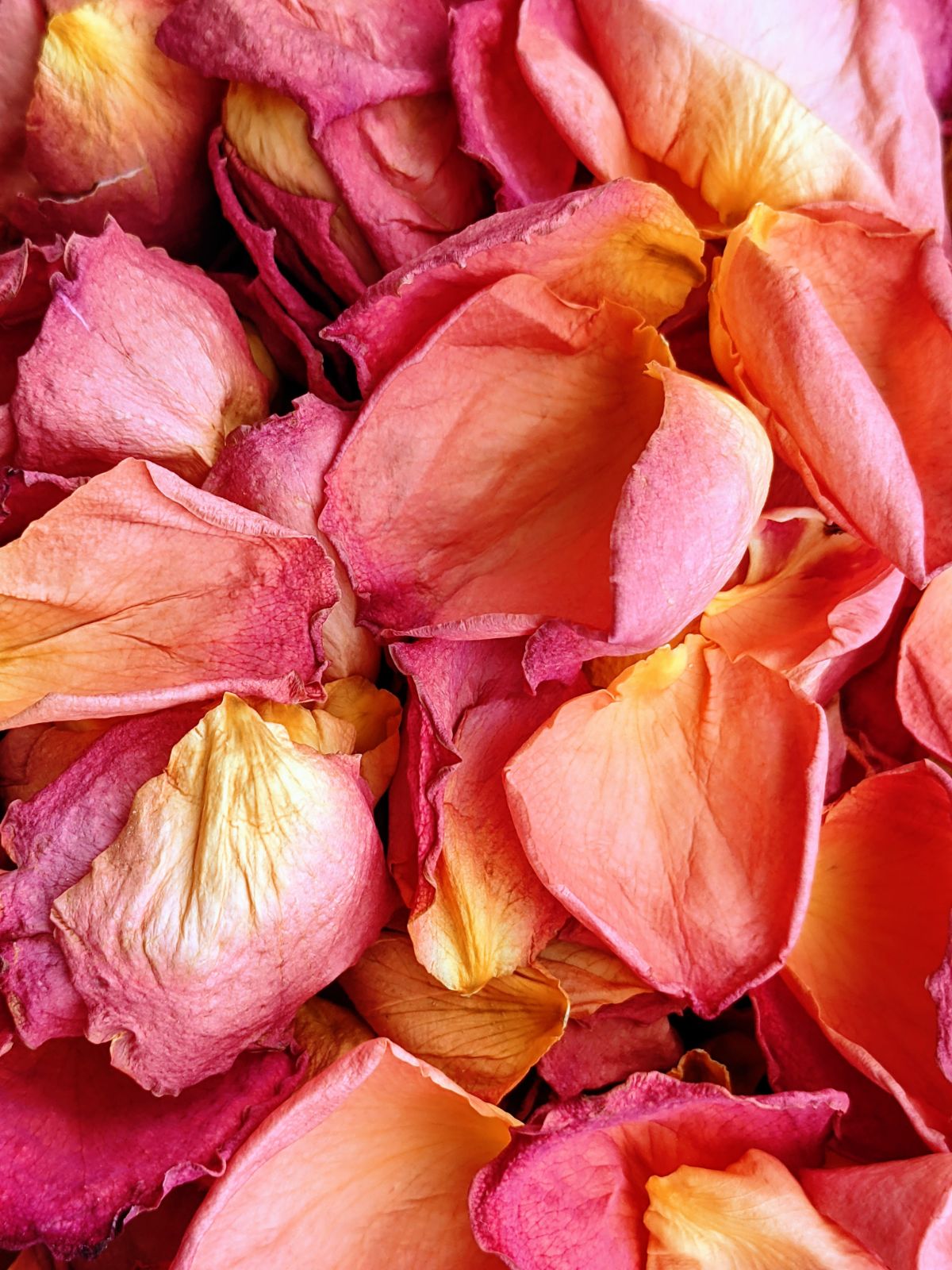 Bright and cheerful flower petals