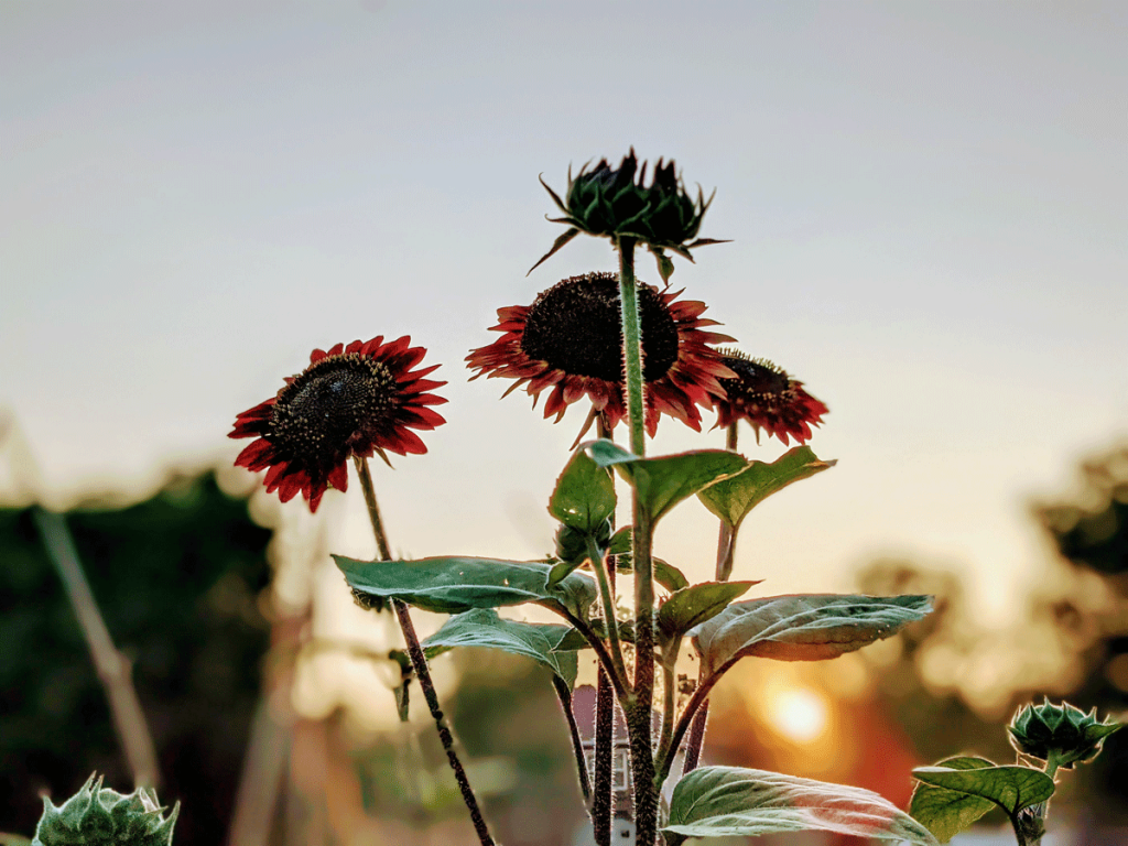 Growing Red Sunflowers at Sunset