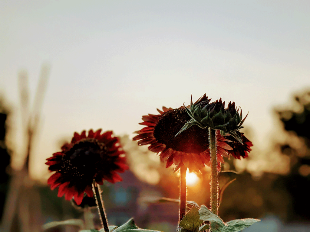 Red Sunflowers Blooming in the Garden at Sunset Golden Hour
